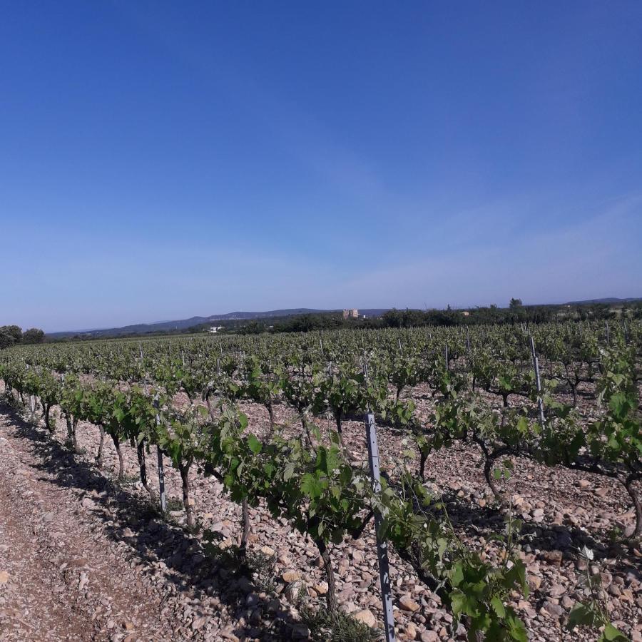 مبيت وإفطار Sainte-Cécile-les-Vignes Vents D'Anges المظهر الخارجي الصورة
